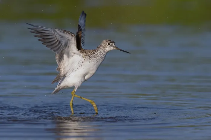 Framed Print : Marsh Sandpiper
