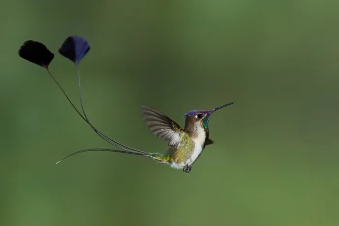 Framed Print : Marvelous Spatuletail