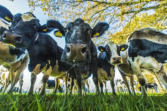Framed Print : Meadow with cows