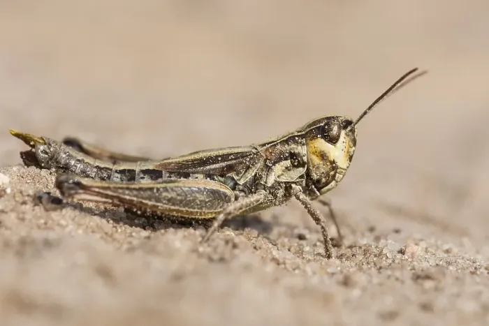 Framed Print : Meadow grasshopper, Pseudochorthippus parallelus