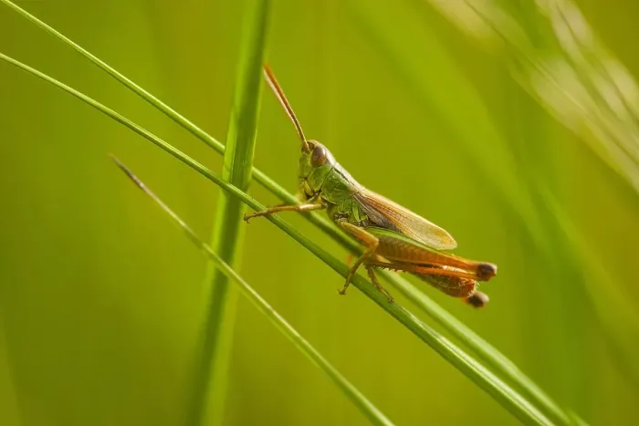 Framed Print : Meadow Grasshopper, Pseudochorthippus parallelus