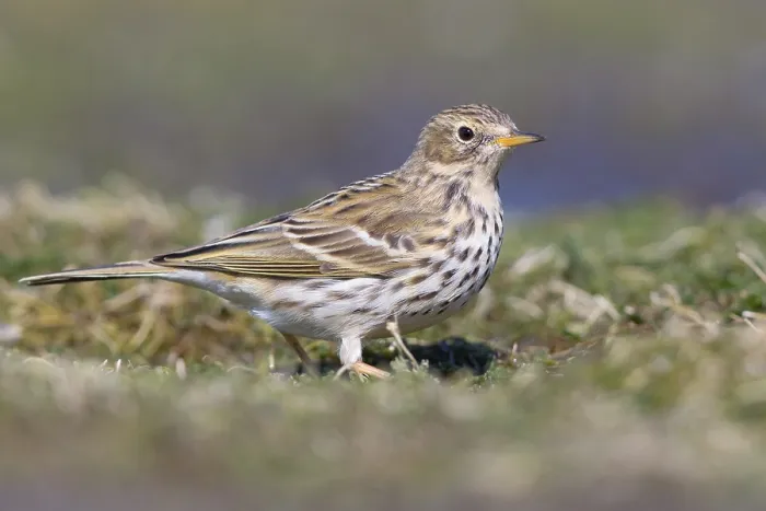 Framed Print : Meadow Pipit Framed Print : Meadow Pipit