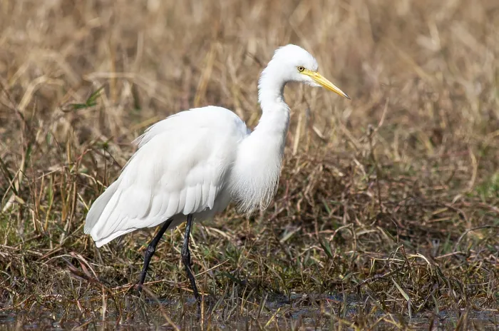 Framed Print : Medium Egret, Ardea intermedia Framed Print : Medium Egret, Ardea intermedia