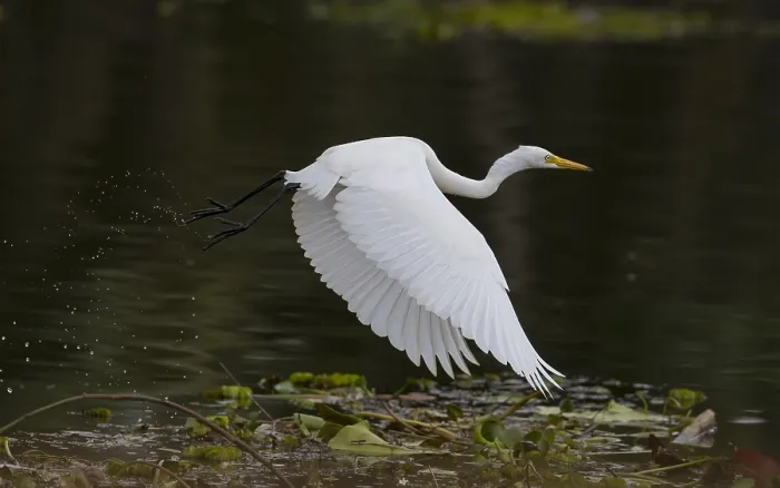 Framed Print : Medium Egret, Ardea intermedia