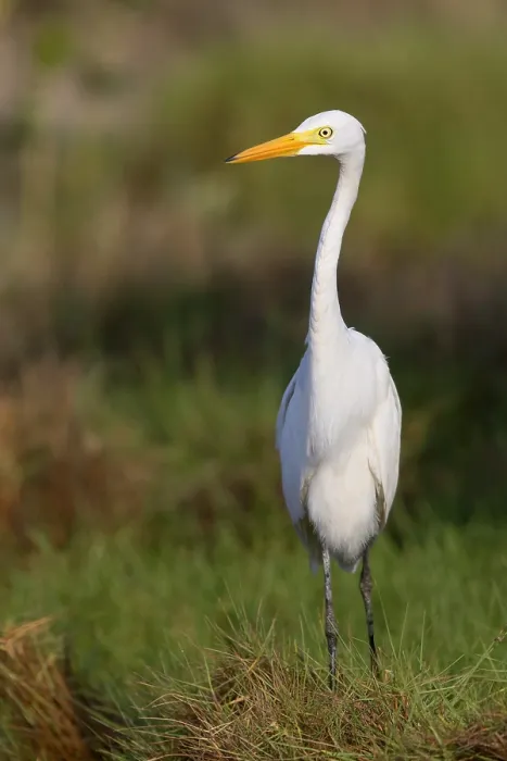 Framed Print : Medium Egret, Ardea intermedia