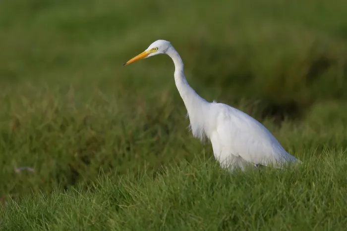 Framed Print : Medium Egret, Ardea intermedia