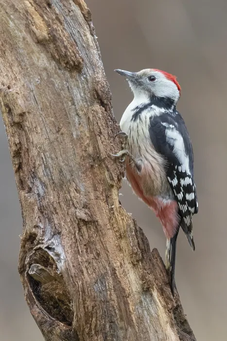 Framed Print : Middle Spotted Woodpecker, Dendrocopos medius