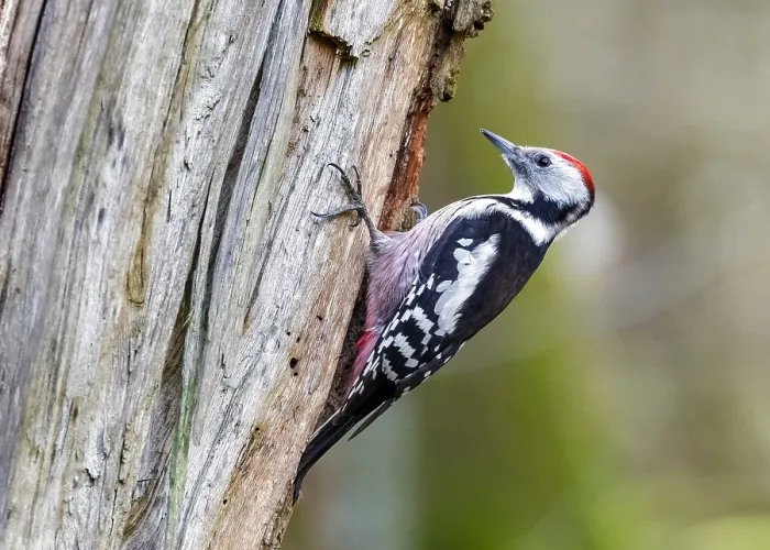 Framed Print : Middle Spotted Woodpecker, Middelste Bonte Specht, Dendrocopos medius medius