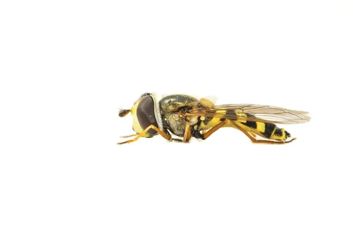 Framed Print : Migrant Hoverfly, Eupeodes corollae Framed Print : Migrant Hoverfly, Eupeodes corollae