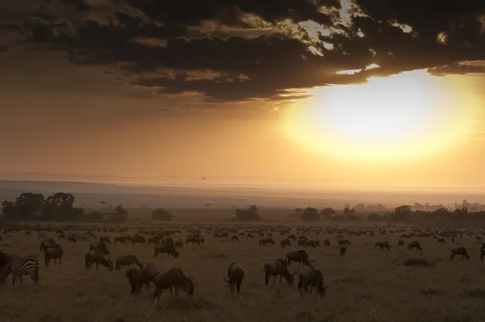 Framed Print : A migrating herd of wildebeests