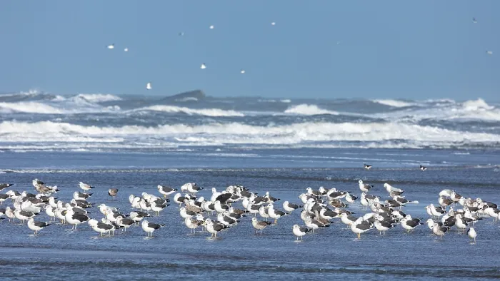 Framed Print : migration, resting, Flock, mixed