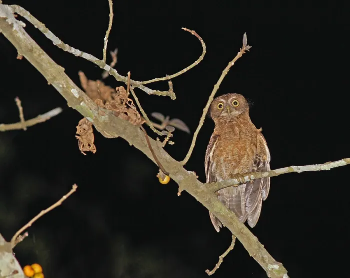 Framed Print : Mindorovalkuil, Mindoro Boobook, Ninox mindorensis