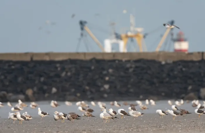 Framed Print : Mixed Gull flock on beach of IJmuiden, Netherlands