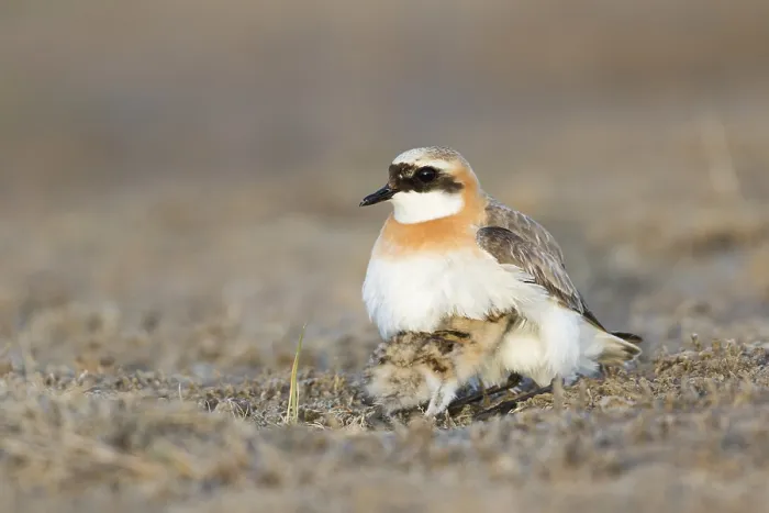 Framed Print : Mongoolse Plevier, Lesser Sand Plover, Charadrius mongolus pamir Framed Print : Mongoolse Plevier, Lesser Sand Plover, Charadrius mongolus pamir