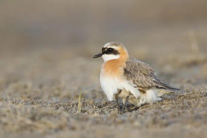 Framed Print : Mongoolse Plevier, Lesser Sand Plover, Charadrius mongolus pamir Framed Print : Mongoolse Plevier, Lesser Sand Plover, Charadrius mongolus pamir
