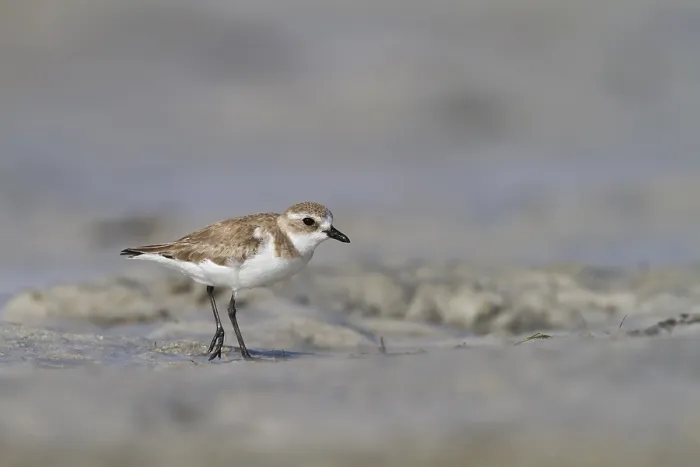 Framed Print : Mongoolse Plevier, Lesser Sand Plover, Charadrius mongolus