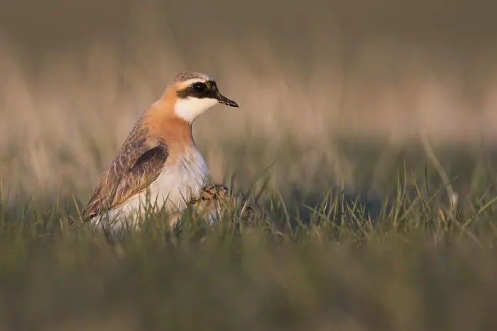 Framed Print : Mongoolse Plevier, Lesser Sand Plover, Charadrius mongolus pamir Framed Print : Mongoolse Plevier, Lesser Sand Plover, Charadrius mongolus pamir