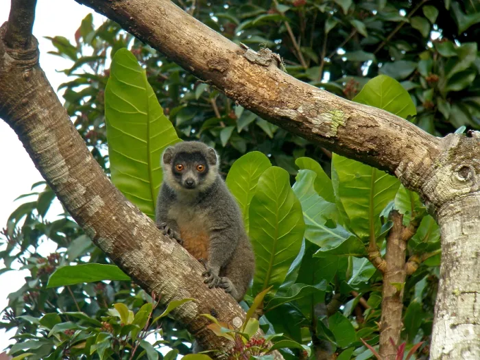 Framed Print : Mongoose lemur, Eulemur mongoz