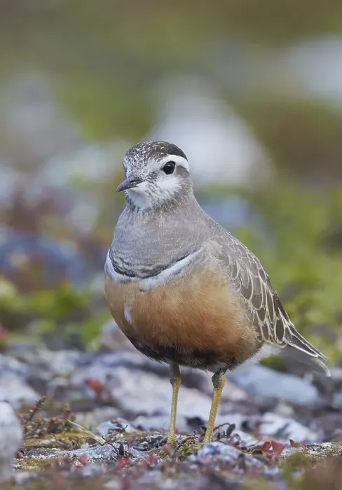 Framed Print : Morinelplevier, Eurasian Dotterel, Charadrius morinellus