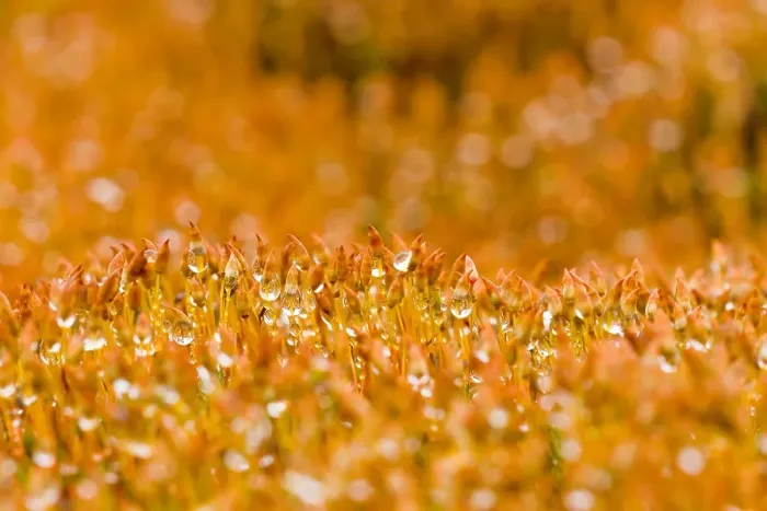Framed Print : Mos, Moss. Mos met dauw close-up; Moss with dew close up