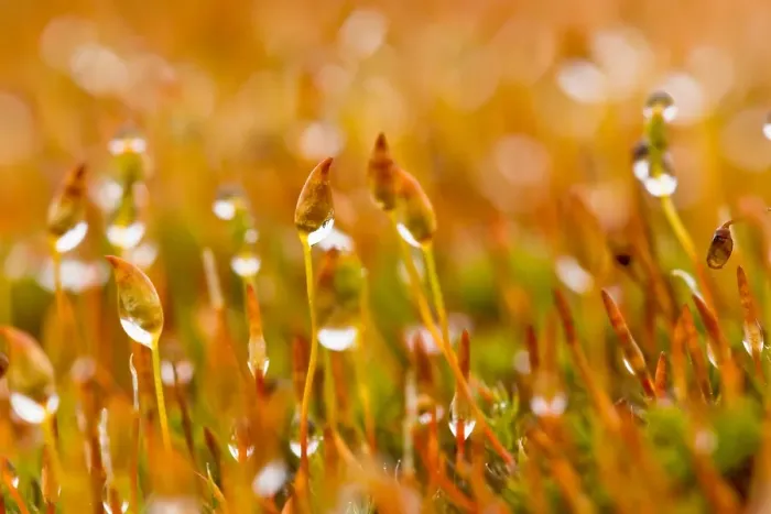 Framed Print : Mos, Moss. Mos met dauw close-up; Moss with dew close up