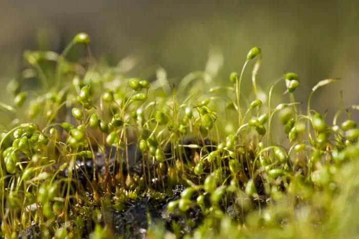 Framed Print : Mos, Moss. Sporendragend mos, Moss with sporophytes