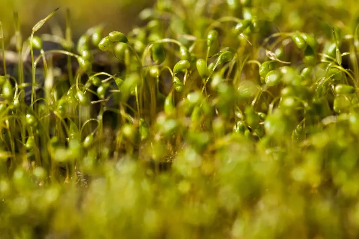 Framed Print : Mos, Moss. Sporendragend mos, Moss with sporophytes
