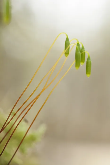 Framed Print : Mos, Moss. Sporendragend mos, Moss with sporophytes Framed Print : Mos, Moss. Sporendragend mos, Moss with sporophytes