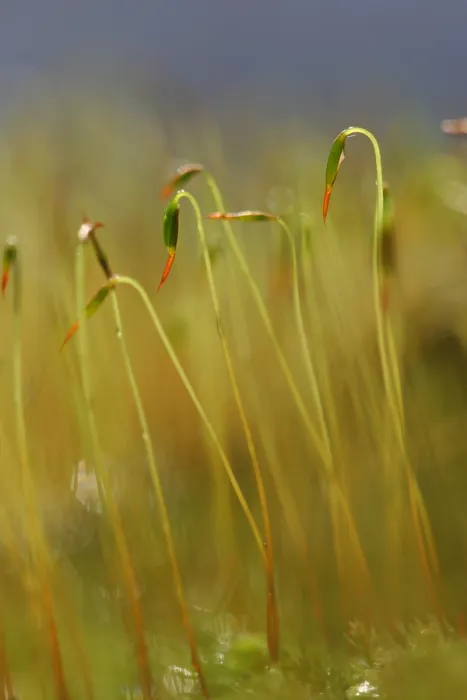 Framed Print : Mos, Moss. Sporendragend mos met waterdruppels, Moss with waterdrops