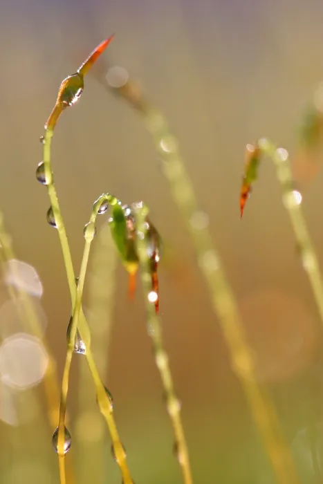 Framed Print : Mos, Moss. Sporendragend mos met waterdruppels, Moss with waterdrops Framed Print : Mos, Moss. Sporendragend mos met waterdruppels, Moss with waterdrops