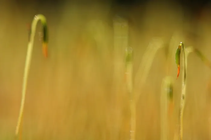 Framed Print : Mos, Moss. Sporendragend mos met waterdruppels, Moss with waterdrops