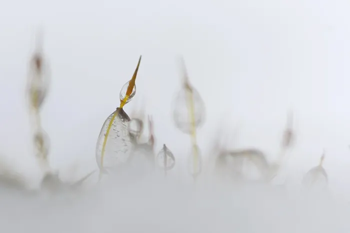 Framed Print : Mos, Moss. Sporendragend mos met bevroren waterdruppels, Moss with frozen waterdrops