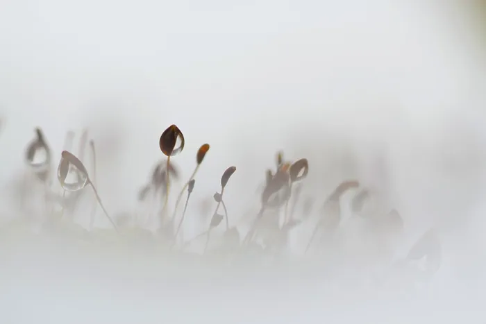 Framed Print : Mos, Moss. Sporendragend mos met bevroren waterdruppels, Moss with frozen waterdrops