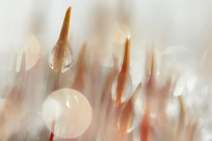 Framed Print : Mos, Moss. Sporendragend mos met bevroren waterdruppels, Moss with frozen waterdrops