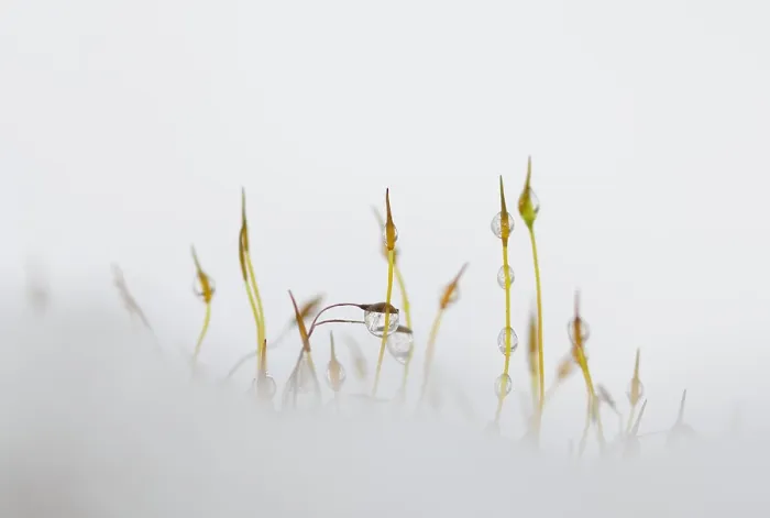 Framed Print : Mos, Moss. Sporendragend mos met bevroren waterdruppels, Moss with frozen waterdrops