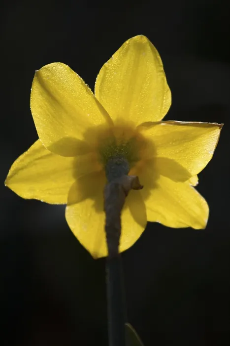 Framed Print : Narcis, Daffodil