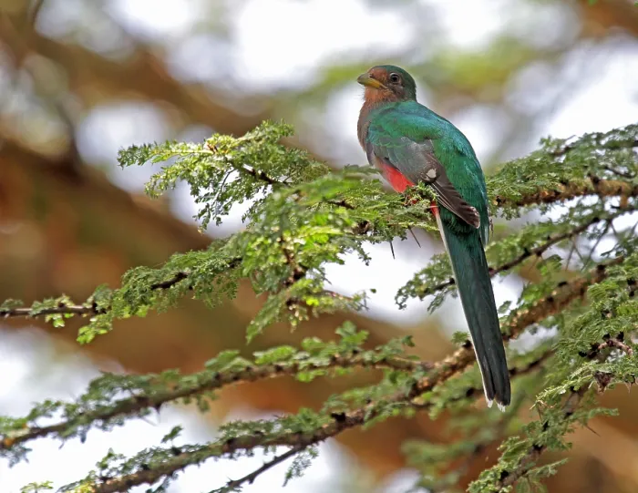 Framed Print : Narina trogon, Apaloderma narina
