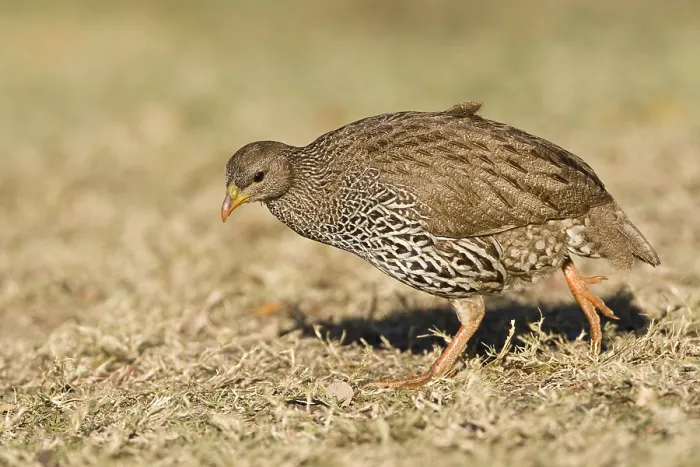 Framed Print : Natal-frankolijn, Natal Francolin, Francolinus natalensis