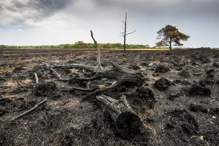 Framed Print : Nature fire