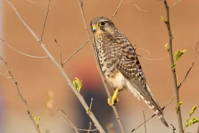 Framed Print : Neglected Kestrel Framed Print : Neglected Kestrel
