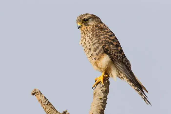 Framed Print : Neglected Kestrel