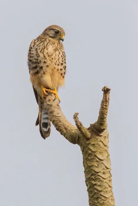 Framed Print : Neglected Kestrel