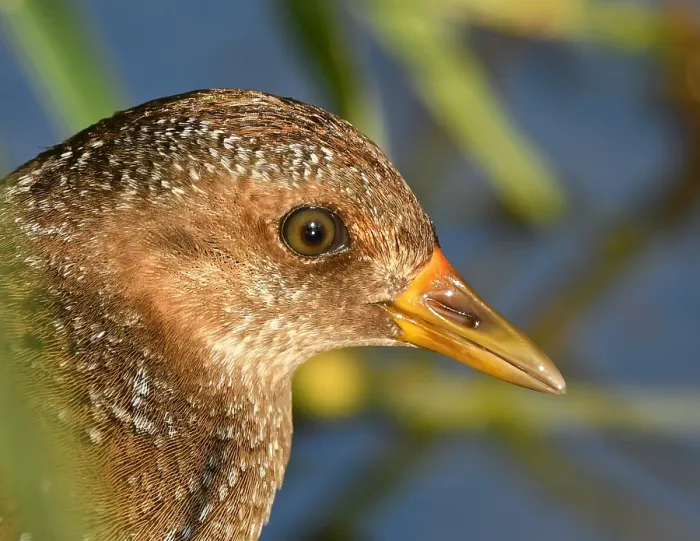 Framed Print : Netherlands, Spotted Crake, August Framed Print : Netherlands, Spotted Crake, August