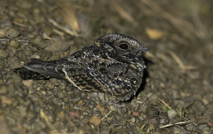 Framed Print : Least Nighthawk, Chordeiles pusillus