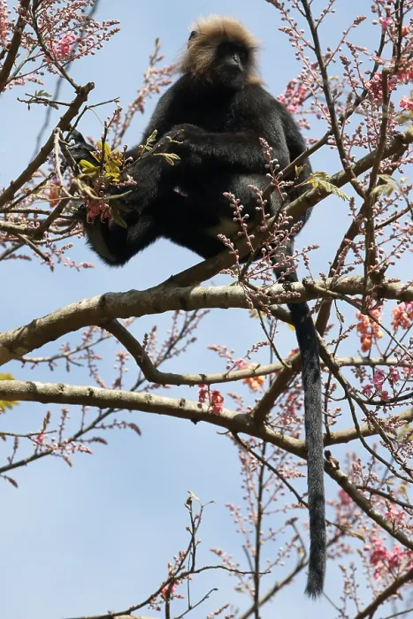 Framed Print : Nilgiri langur, Semnopithecus johnii