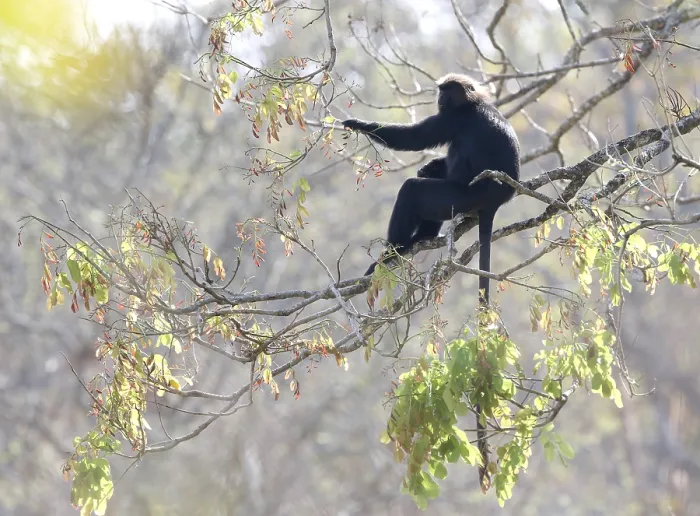 Framed Print : Nilgiri langur, Semnopithecus johnii
