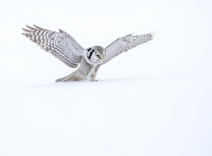 Framed Print : Northern Hawk Owl, Surnia ulula