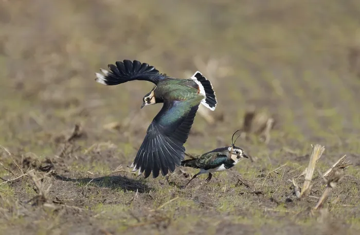 Framed Print : Northern Lapwing;Vanellus vanellus