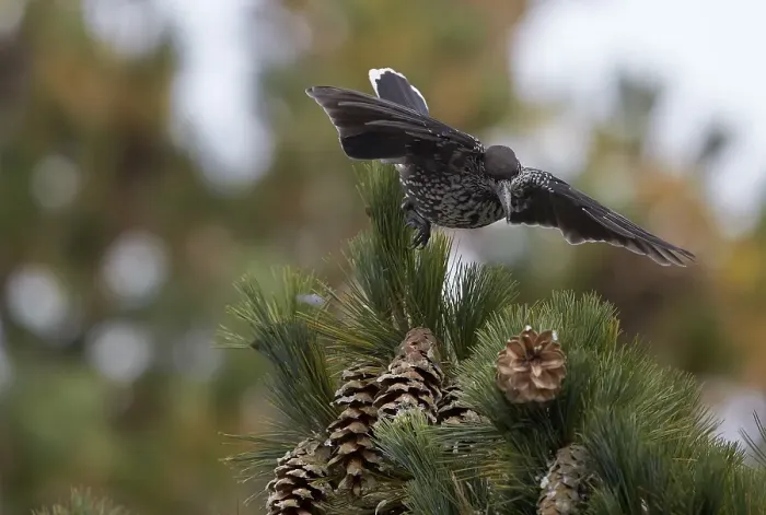 Framed Print : Notenkraker, Spotted Nutcracker, Nucifraga caryocatactes Framed Print : Notenkraker, Spotted Nutcracker, Nucifraga caryocatactes