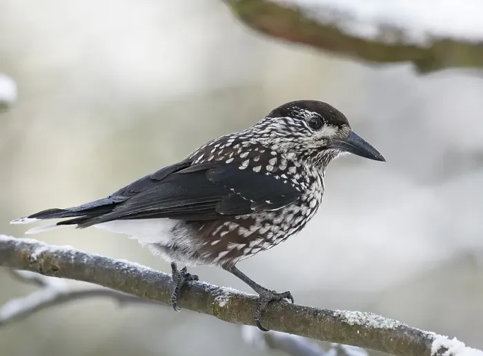 Framed Print : Notenkraker, Spotted Nutcracker, Nucifraga caryocatactes